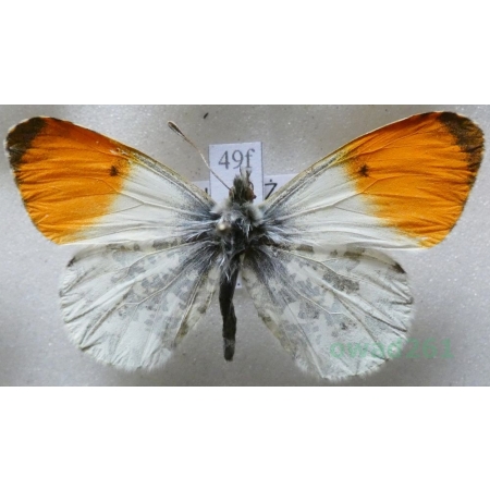 Anthocharis cardamines (Linnaeus, 1758) male Zorzynek rzeżuchowiec Poland49f